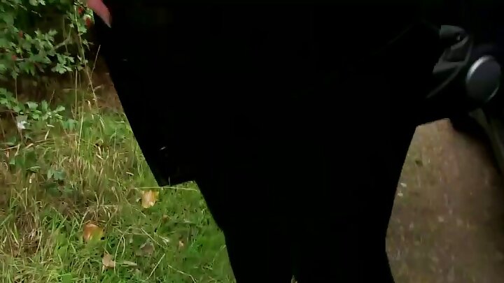 পায়ু লেজওয়ালা একটি চতুর্গুণ ববলহেড, কে জানে কী? এক ব্যাগ বিড়ালের খাবারের জন্য